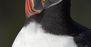 puffin_atlantic_msi_v_0986_can0599.jpg